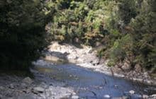 Nikau Flat and Kotepato Tracks