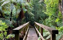 Te Kauri Park Circuit Walk
