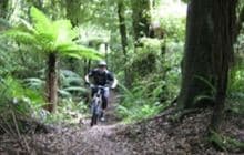 Tuhoto Ariki Trail