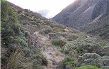 Albert Burn Hut Track
