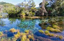 Te Waikoropupū Springs Walk