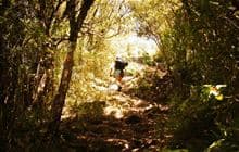 Tirohanga Track