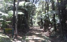 Whangaparapara: Tramline and Withey Tracks