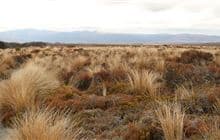 Historic Waihohonu Hut Track