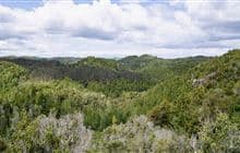 Waihāhā Hut Track