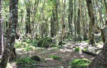 Ngapuketurua Track