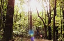 Ballance Loop Track