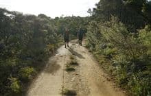 Forest Road (Port FitzRoy - Whangaparapara)