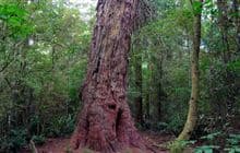 Tuatapere Scenic Reserve Loop Track