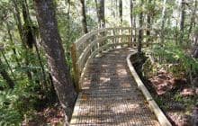 Opua Kauri Walk