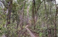 Pukatea Ridge Track
