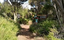 Lake Ohia Gumholes Reserve Walk