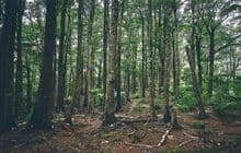 Cattle Ridge Track