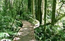 Trounson Kauri Park Loop Track