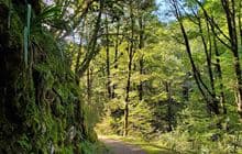 Murray Creek Track