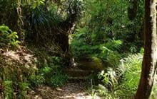 Kaimai Summit Loop Track