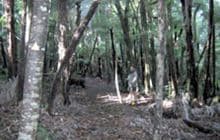 Horokaka Track