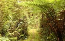 Ōparara Valley Track