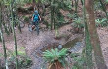Tree Trunk Gorge tracks