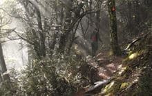 Mount Shrimpton Track