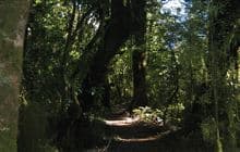 Makarora Bush Walk