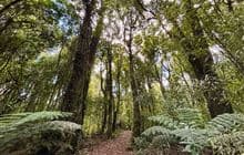 A’Deanes Bush Walk