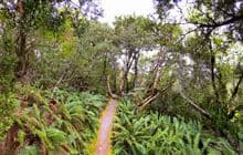 Bowen Bush Walk