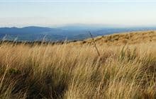 Rangiwahia Hut Track