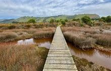 Aramoana Saltmarsh Walking Track