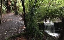 Momorangi Forest Experience Walk