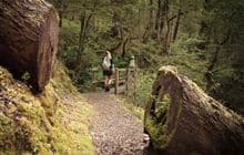 Lake Daniell Track