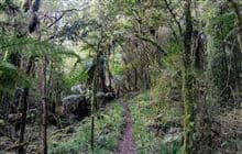 Hauhungaroa Track