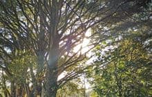 Pukenui Forest Loop