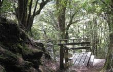 Bridle Track