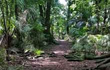Gray's Bush Scenic Reserve walks