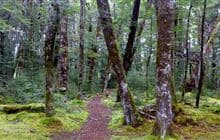 Borland Road to Monowai Hut Track