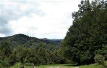 Kaimanawa Road Campsite