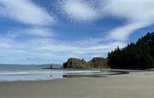 Pukatea Walk