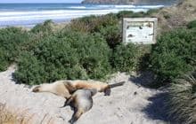 Allans Beach Walking Track