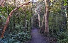Kākā Point Bush Walk