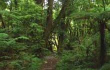 Ngutuoha Nature Trail 
