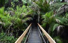 Nikau Loop Track