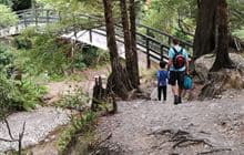 Ōrongorongo Track