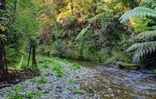 Ōmahuta and Puketī Forests Te Araroa Trail