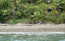 Putanui Point Campsite