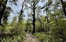 Glentui Loop Track