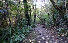 Forest Track