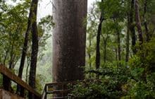 Cookson Kauri Walk