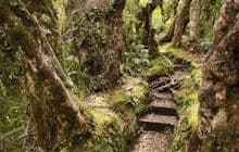 Dawson Falls - Stratford Plateau tracks
