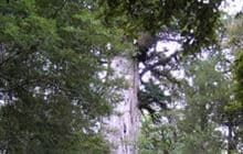 Big Tōtara Walk